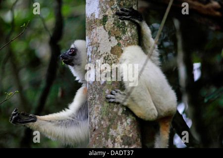 Silky Sifaka (Propithecus candidus), seduta sul tronco di albero e l'alimentazione su foglie, Madagascar, Antsirananana, Marojejy National Park Foto Stock