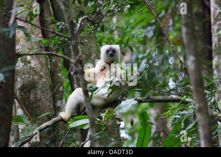 Silky Sifaka (Propithecus candidus), seduto su un ramo e alimentazione su piccole foglie, Madagascar, Antsirananana, Marojejy National Park Foto Stock