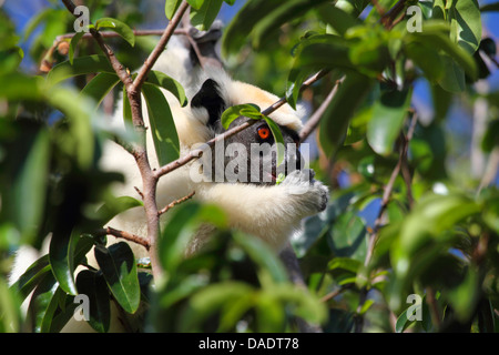 Golden-crowned sifaka, Tattersall il sifaka (Propithecus tattersalli), seduta su un albero e mangiare, Madagascar, Antsiranana, Daraina Foto Stock