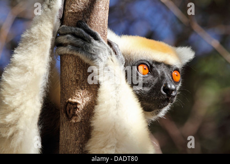 Golden-crowned sifaka, Tattersall il sifaka (Propithecus tattersalli), di serraggio in corrispondenza di un ramo, Madagascar, Antsiranana, Daraina Foto Stock