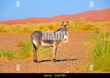 Asino domestico (Equus asinus f. asinus), di fronte le dune di sabbia di Erg Chebbi Marocco Sahara, Foto Stock