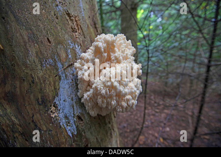 Coral dente (Hericium coralloides, Hericium clathroides), sul legno morto, in Germania, in Baviera Foto Stock