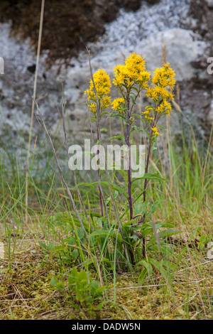 Oro, verga d'oro (Solidago virgaurea), fioritura, Norvegia, Hitra Foto Stock