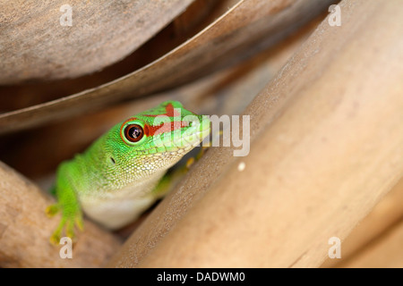 Madagascar giorno gigante gecko (Phelsuma madagascariensis grandis, Phelsuma grandis), capo del geco tra foglie di palma, Madagascar, Antsiranana, Andrafiamena foresta classificata Foto Stock