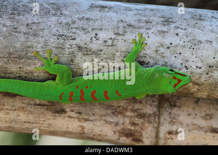 Madagascar giorno gigante gecko (Phelsuma madagascariensis grandis, Phelsuma grandis), è seduta sul bambù, Madagascar, Antsiranana, Vohemar Foto Stock