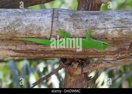 Madagascar giorno gigante gecko (Phelsuma madagascariensis grandis, Phelsuma grandis), è seduta sul bambù, Madagascar, Antsiranana, Vohemar Foto Stock