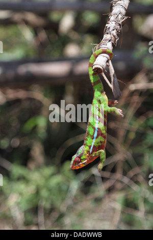 Panther chameleon (Furcifer pardalis, Chamaeleo pardalis), maschio è appeso a testa in giù sul ramo, Madagascar, Antsiranana, Vohemar Foto Stock
