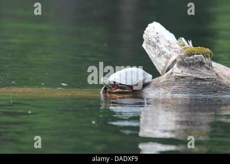 La tartaruga sul log in stagno Foto Stock