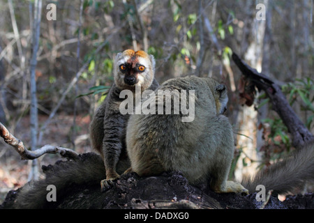 Rosso fiammante lemur. Rosso fiammante lemure marrone, Southern rosso fiammante lemure marrone (il Eulemur rufifrons), due lemuri seduto su albero caduto tronco, Madagascar, Toliara, Kirindy Forest Foto Stock