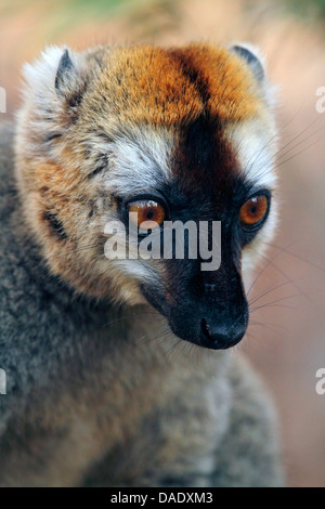 Rosso fiammante lemur. Rosso fiammante lemure marrone, Southern rosso fiammante lemure marrone (il Eulemur rufifrons), ritratto del maschio, Madagascar, Toliara, Kirindy Forest Foto Stock