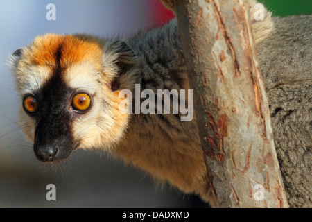 Rosso fiammante lemur. Rosso fiammante lemure marrone, Southern rosso fiammante lemure marrone (il Eulemur rufifrons), maschio è aggrappato al tronco di albero, Madagascar, Toliara, Kirindy Forest Foto Stock