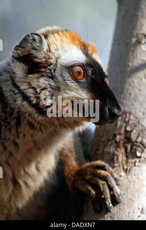 Rosso fiammante lemur. Rosso fiammante lemure marrone, Southern rosso fiammante lemure marrone (il Eulemur rufifrons), il ritratto di un maschio, Madagascar, Toliara, Kirindy Forest Foto Stock