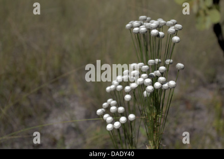 Flower closeup Chapada dos Veadeiros campo , Stato di Goiás, Brasile centrale Foto Stock