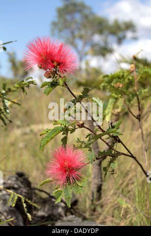 Fiore della Chapada dos Veadeiros Goias Brasile Foto Stock