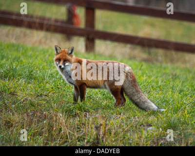 Red Fox (Vulpes vulpes vulpes), stando in piedi in un prato, Italia, il Parco Nazionale del Gran Paradiso, Valsavaranche Foto Stock