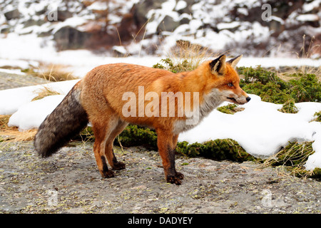 Red Fox (Vulpes vulpes vulpes), in piedi su una roccia in inverno, l'Italia, il Parco Nazionale del Gran Paradiso, Valsavaranche Foto Stock