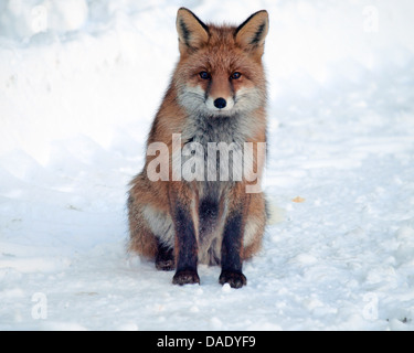 Red Fox (Vulpes vulpes vulpes), seduto nella neve, l'Italia, il Parco Nazionale del Gran Paradiso, Valsavaranche Foto Stock