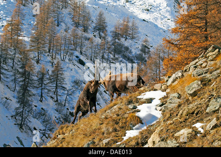 Stambecco delle Alpi (Capra ibex), combattere lo stambecco sul pendio, l'Italia, il Parco Nazionale del Gran Paradiso, Vanontey Foto Stock