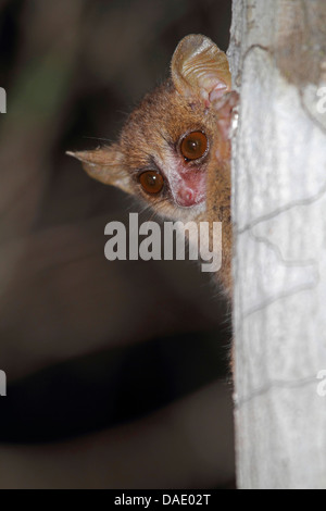 Minore lemure mouse, mouse grigio lemur, grigio topo-lemur (Microcebus murinus), il peering da dietro un tronco di albero, Madagascar, Toliara, Kirindy Forest Foto Stock