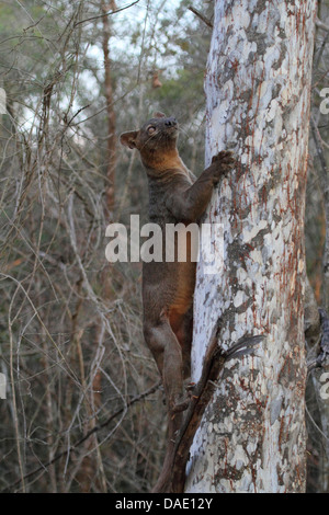 Fossa (Cryptoprocta ferox), sale su un albero la mattina presto, il più grande predatore del Madagascar Madagascar, Toliara, Kirindy Forest Foto Stock