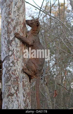 Fossa (Cryptoprocta ferox), sale su un albero la mattina presto, il più grande predatore del Madagascar Madagascar, Toliara, Kirindy Forest Foto Stock