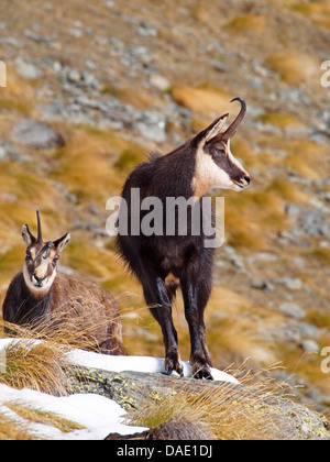 Il camoscio (Rupicapra rupicapra), camosci buck e lei capra durante il solco nel tardo autunno, Italia, Vanontey, il Parco Nazionale del Gran Paradiso Foto Stock