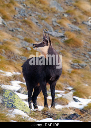 Il camoscio (Rupicapra rupicapra), camosci buck durante il solco nel tardo autunno, Italia, Vanontey, il Parco Nazionale del Gran Paradiso Foto Stock