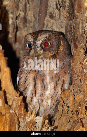 Madagascar assiolo, foresta pluviale assiolo, Malgascia assiolo (Otus rutilus), seduta in una cavità di un tronco di albero, Madagascar, Toliara, Kirindy Forest Foto Stock