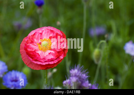 Papaver rhoeas. Chiusura del fiore di Shirley papavero. Foto Stock