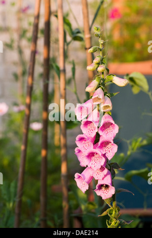 Digitalis al mattino presto sun. Foto Stock