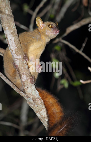 Coquerels' gigante lemure nana, Coquerel il lemure mouse, Coquerel gigante lemure del mouse (Mirza coquereli), seduta sul ramo e guardando verso l'alto, Madagascar, Toliara, Kirindy Forest Foto Stock