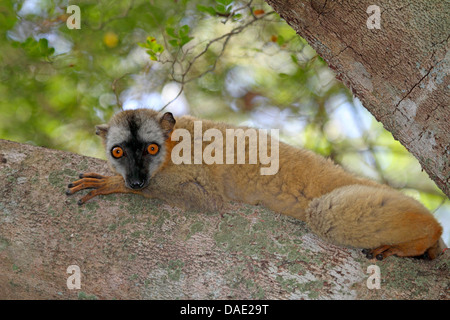Rosso fiammante lemure marrone, Audebert il lemure marrone, rosso brown lemur (Eulemur Rufus), rilassante su un tronco di albero, Madagascar, Mahajanga, Tsingy de Bemaraha National Park Foto Stock