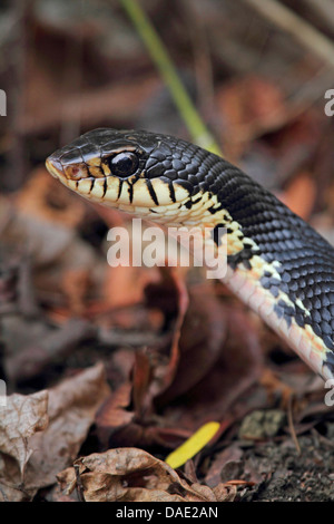 Madagascar Menarana snake, Giant Madagascan Hognose, gigante malgascio Hognose Snake (Leioheterodon madagascariensis), ritratto, Madagascar, Mahajanga, Tsingy de Bemaraha National Park Foto Stock