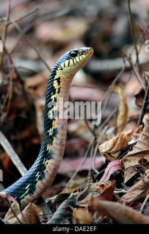 Madagascar Menarana snake, Giant Madagascan Hognose, gigante malgascio Hognose Snake (Leioheterodon madagascariensis), ritratto, Madagascar, Mahajanga, Tsingy de Bemaraha National Park Foto Stock