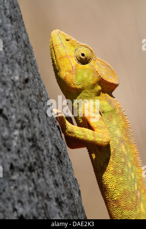 Giant Madagascar camaleonte, Oustalet il camaleonte, Oustalet gigante (chameleon Furcifer oustaleti, Chamaeleo oustaleti), arrampicata tronco di albero, più grande specie camaleonte, Madagascar, Antsiranana, Vohemar Foto Stock