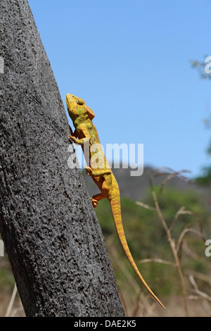 Giant Madagascar camaleonte, Oustalet il camaleonte, Oustalet gigante (chameleon Furcifer oustaleti, Chamaeleo oustaleti), scalata di un tronco di albero, più grande specie camaleonte, Madagascar, Antsiranana, Vohemar Foto Stock