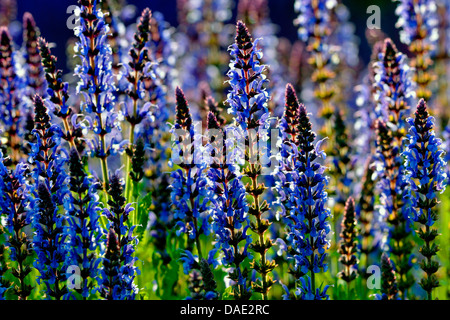 Legno salvia (Salvia nemorosa ,), fioritura, Germania Foto Stock