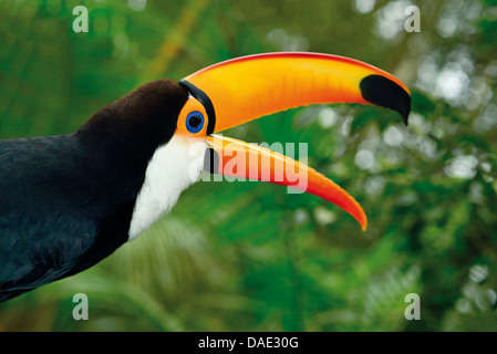 Il Brasile, di Foz do Iguassu: Toco Toucan Ramphastus (toco) in posa per la fotocamera con open bill Foto Stock