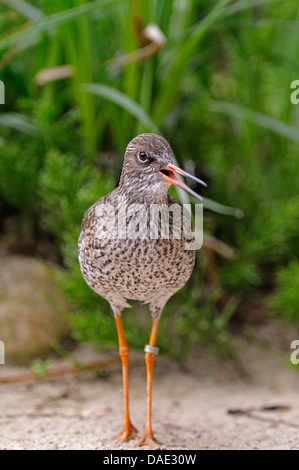 Comune (redshank Tringa totanus), chiamando, Germania Foto Stock