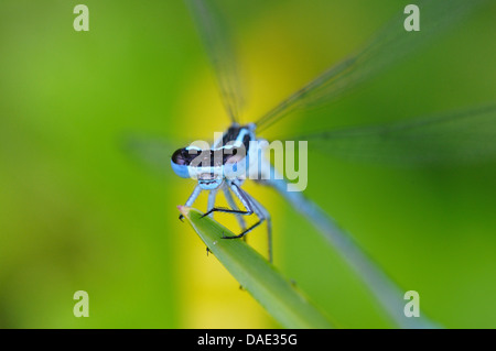 Coenagrion comune, azure damselfly (Coenagrion puella), seduta su una foglia di punta, Germania Foto Stock