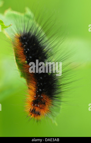 Giardino tiger moth (Arctia caja), Caterpillar alimentando ad una foglia, Germania Foto Stock