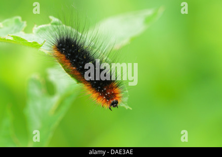 Giardino tiger moth (Arctia caja), Caterpillar alimentando ad una foglia, Germania Foto Stock