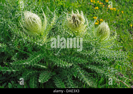 Thistle giallo (Cirsium spinosissimum), fioritura, Italia Foto Stock