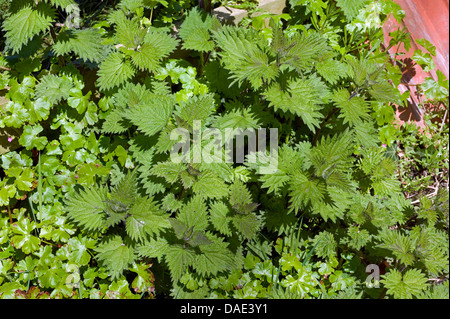 Giovani germogli di perenne ortica, Urtica dioica, che cresce con le erbe robert tra giardino macerie Foto Stock