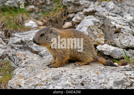 Alpine marmotta (Marmota marmota), bambino seduto su una roccia, Italia Foto Stock