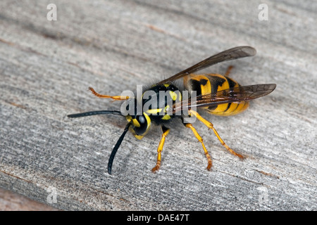 Il tedesco wasp (Vespula germanica, Vespa germanica, Paravespula germanica), seduti su legno, Germania Foto Stock