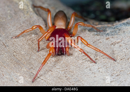 Woodlouse Spider (Dysdera crocata, Dysdera rubicunda), seduti su legno, Francia, Corsica Foto Stock