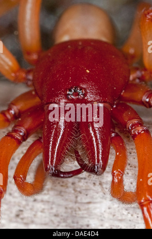 Woodlouse Spider (Dysdera crocata, Dysdera rubicunda), seduti su legno, Francia, Corsica Foto Stock