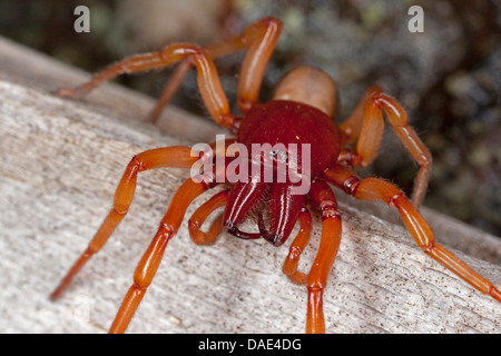 Woodlouse Spider (Dysdera crocata, Dysdera rubicunda), seduti su legno, Francia, Corsica Foto Stock