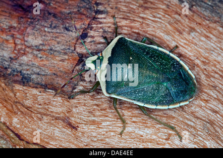 Southern green stink bug, vegetali verdi, bug meridionale Shieldbug verde (Nezara viridula tocata, Nezara viridula forma torquata), seduti su legno Foto Stock